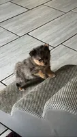 River, a male Yorkshire Terrier for sale in Twin City, GA – 1 of 7
