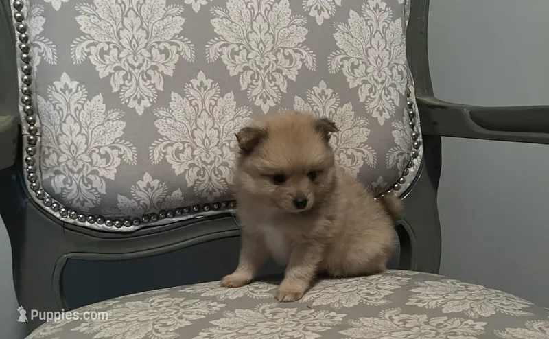 Peanut, a male Pomeranian for sale in Twin City, GA – Photo 1 of 4