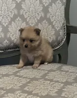 Peanut, a male Pomeranian for sale in Twin City, GA – Photo 3 of 4