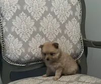 Peanut, a male Pomeranian for sale in Twin City, GA – Photo 2 of 4