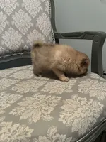 Peanut, a male Pomeranian for sale in Twin City, GA – Photo 4 of 4