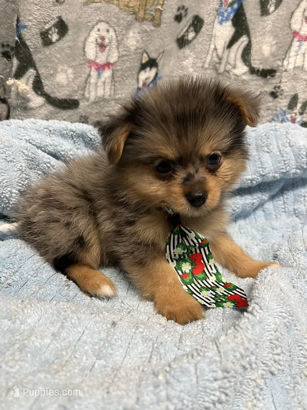 River – Yorkshire Terrier puppy for sale in Twin City, GA