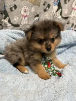 River, a male Pomeranian and Yorkshire Terrier for sale in Twin City, GA – 1 of 9