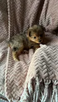 Brownie, a female Yorkshire Terrier for sale in Twin City, GA – 4 of 5