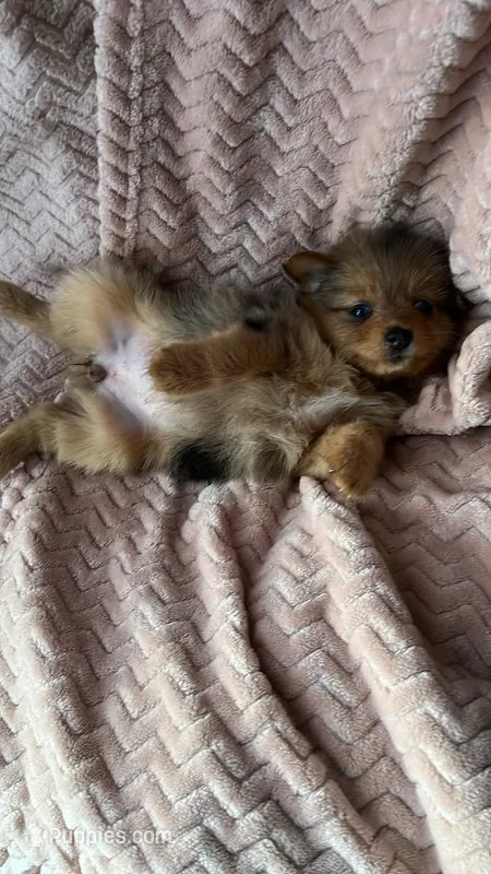 Brownie – Yorkshire Terrier puppy for sale in Twin City, GA