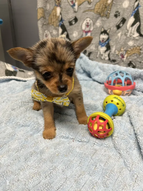 Lil Bubby – Yorkshire Terrier puppy for sale in Twin City, GA
