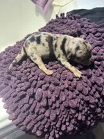 Lil Bubby, a male Yorkshire Terrier for sale in Twin City, GA – 5 of 6