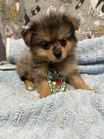 River, a male Pomeranian and Yorkshire Terrier for sale in Twin City, GA – 8 of 9