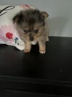 River, a male Yorkshire Terrier for sale in Twin City, GA – 4 of 7