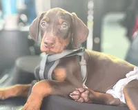 Nova, a female Doberman Pinscher for sale in Frankfort, KY – Photo 1 of 5