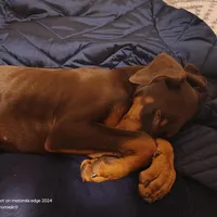 Nova, a female Doberman Pinscher for sale in Louisville, KY – Photo 2 of 5