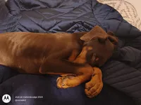 Nova, a female Doberman Pinscher for sale in Frankfort, KY – Photo 2 of 5