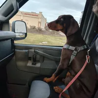 Nova, a female Doberman Pinscher for sale in Louisville, KY – Photo 5 of 5