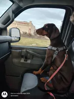 Nova, a female Doberman Pinscher for sale in Frankfort, KY – Photo 5 of 5