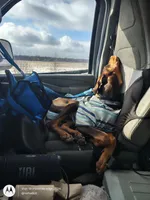 Nova, a female Doberman Pinscher for sale in Frankfort, KY – Photo 3 of 5