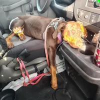 Nova, a female Doberman Pinscher for sale in Louisville, KY – Photo 4 of 5