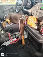 Nova, a female Doberman Pinscher for sale in Frankfort, KY – Photo 4 of 5