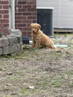 Teddy Bear , a male Golden Retriever for sale in Bloomingdale, NJ – Photo 8 of 8
