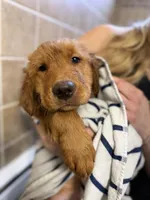 Teddy Bear , a male Golden Retriever for sale in Bloomingdale, NJ – Photo 6 of 8
