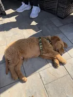Teddy Bear , a male Golden Retriever for sale in Bloomingdale, NJ – Photo 3 of 8
