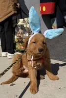 Teddy Bear , a male Golden Retriever for sale in Bloomingdale, NJ – Photo 2 of 8