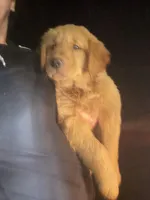 Teddy Bear , a male Golden Retriever for sale in Bloomingdale, NJ – Photo 7 of 8