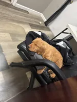 Teddy Bear , a male Golden Retriever for sale in Bloomingdale, NJ – Photo 5 of 8