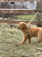 Teddy Bear , a male Golden Retriever for sale in Bloomingdale, NJ – Photo 4 of 8