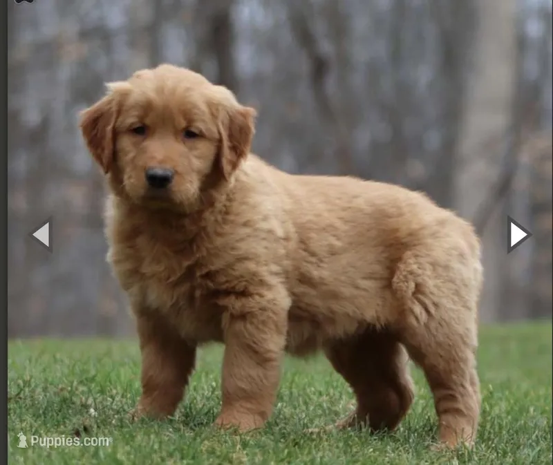 Teddy Bear  – Golden Retriever puppy for sale in Bloomingdale, NJ