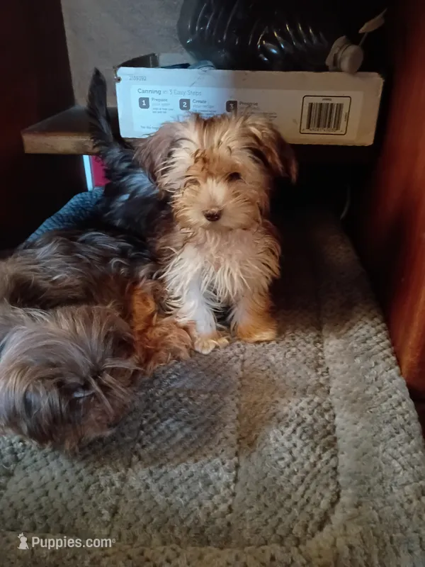 BUBBLES – Shorkie puppy for sale in Red Rock, TX