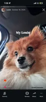 Louie , a male Pomeranian for sale in Vestavia Hills, AL – 3 of 3