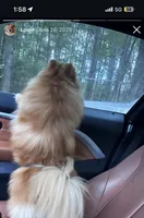 Louie , a male Pomeranian for sale in Vestavia Hills, AL – 1 of 3