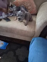 Smoke, a male French Bulldog for sale in Tarpon Springs, FL – 3 of 3
