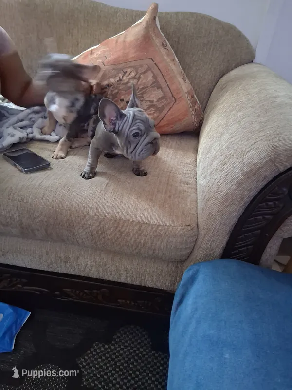 Smoke – French Bulldog puppy for sale in Tarpon Springs, FL