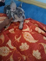 Cash, a male French Bulldog for sale in Tarpon Springs, FL – 6 of 7