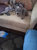 Smoke, a male French Bulldog for sale in Tarpon Springs, FL – 2 of 5