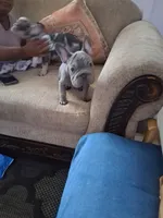 Smoke, a male French Bulldog for sale in Tarpon Springs, FL – 4 of 5