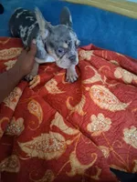 Cash, a male French Bulldog for sale in Tarpon Springs, FL – 7 of 7