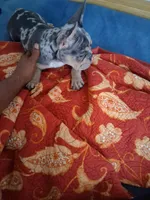 Cash, a male French Bulldog for sale in Tarpon Springs, FL – 3 of 7