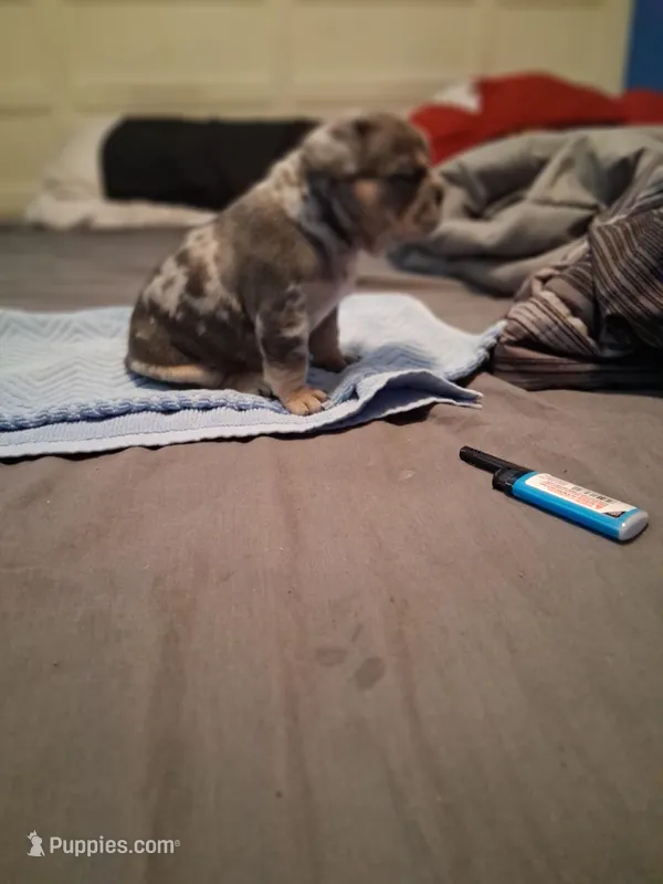 King – French Bulldog puppy for sale in Tarpon Springs, FL