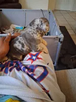 King, a male French Bulldog for sale in Tarpon Springs, FL – 4 of 5