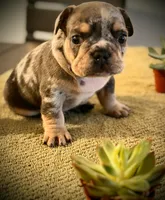 King, a male French Bulldog for sale in Tarpon Springs, FL – 3 of 5
