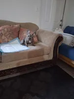Smoke, a male French Bulldog for sale in Tarpon Springs, FL – 2 of 3