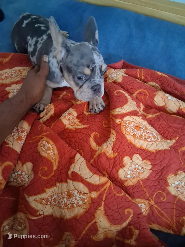 Cash – French Bulldog puppy for sale in Tarpon Springs, FL
