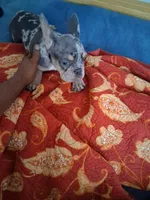 Cash, a male French Bulldog for sale in Tarpon Springs, FL – 1 of 7
