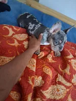 Cash, a male French Bulldog for sale in Tarpon Springs, FL – 5 of 7