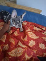 Cash, a male French Bulldog for sale in Tarpon Springs, FL – 4 of 7