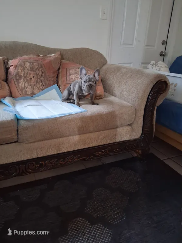 Smoke – French Bulldog puppy for sale in Tarpon Springs, FL