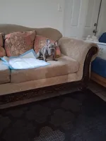 Smoke, a male French Bulldog for sale in Tarpon Springs, FL – 1 of 3