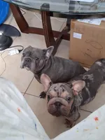 Tiger, a male French Bulldog for sale in Tarpon Springs, FL – 2 of 5